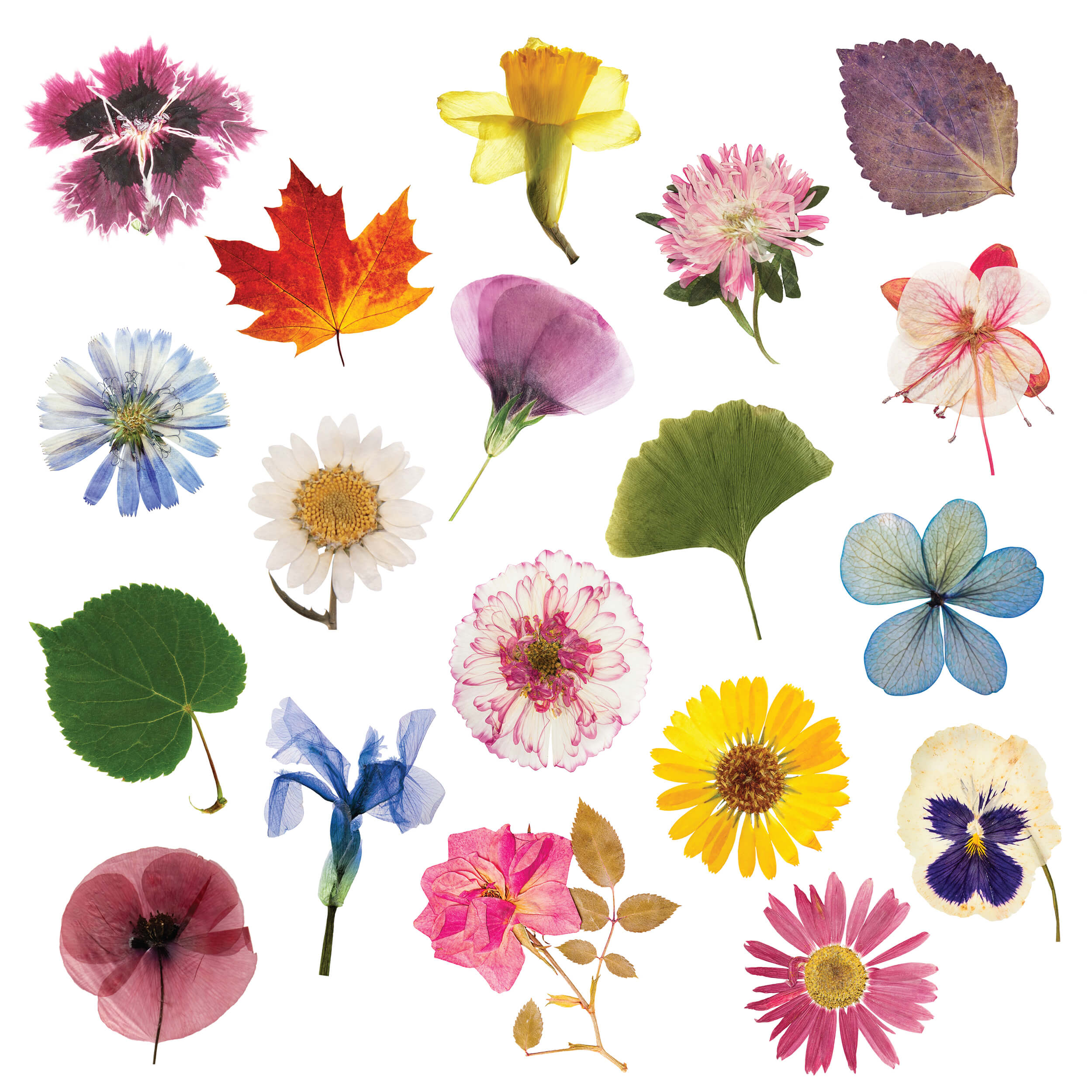 Elseware Unplug Flower Press DIY – Includes All Parts - Image 6